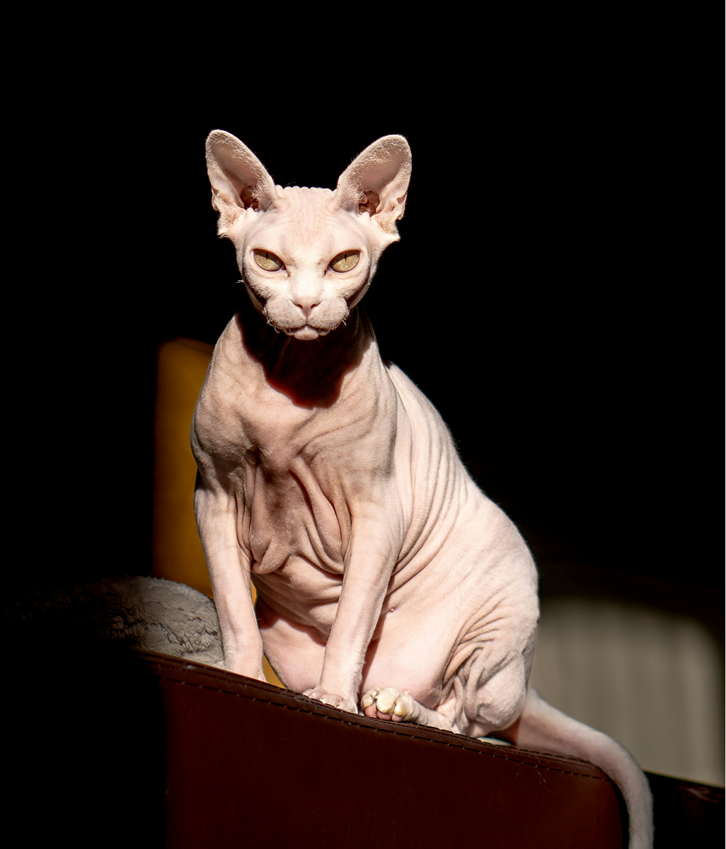 Sphynx